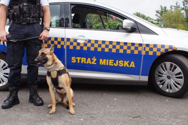 Pies Prima ze Straży Miejskiej wywąchał narkotyki